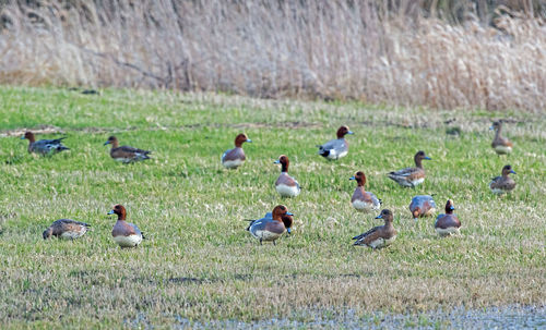 Ducks on a field