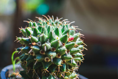 Close-up of plant