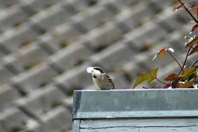 Bird perching on wall