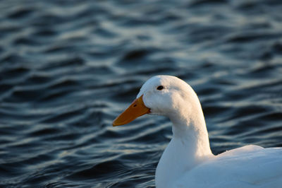 Close-up of swan swimming in lake