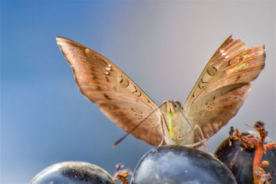 Close-up of butterfly on leaf