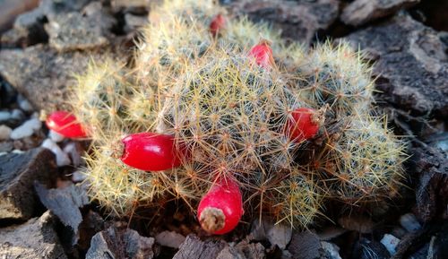 Close-up of cactus