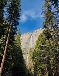 Low angle view of trees on rock against sky