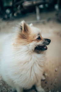 Close-up of a dog looking away