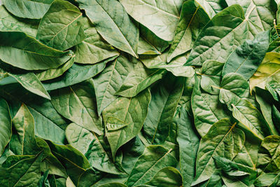 Full frame shot of leaves