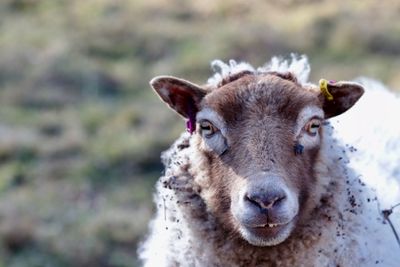 Close-up portrait of sheep on field