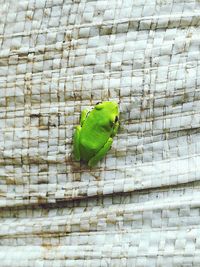 Close-up of green perching on brick wall