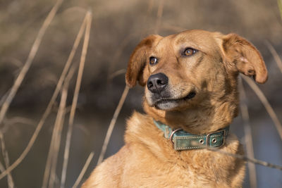 Close-up portrait of dog