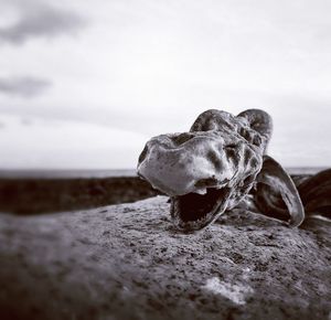 Close-up of driftwood on beach against sky