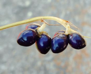 Close-up of insect on fruit