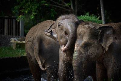 Elephants playing and cleaning each other