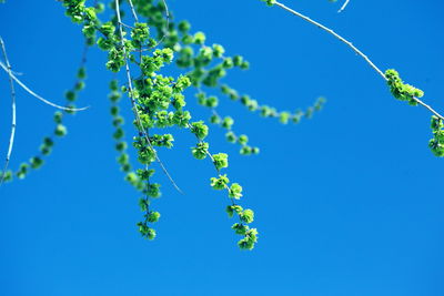 Low angle view of tree against blue sky