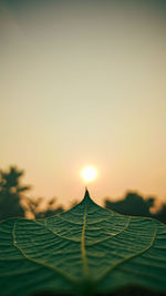 Close-up of plants against sky during sunset
