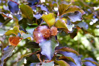 Close-up of flowering plant