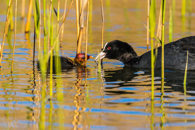 Ducks swimming in lake