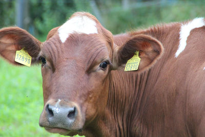 Close-up of cow