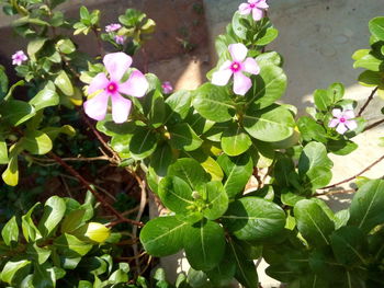 Close-up of flowers blooming outdoors