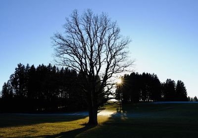 Silhouette trees against sky during sunset
