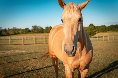 Horse standing in ranch