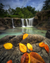 Scenic view of waterfall in forest