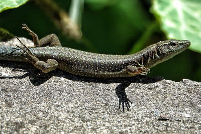 Close-up of lizard