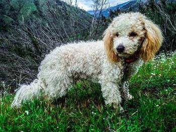 Dog on field