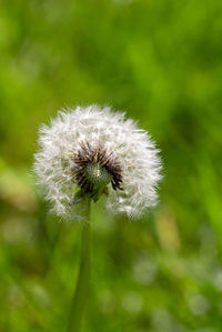 Close-up of dandelion flower