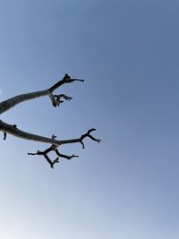 Low angle view of birds flying in sky