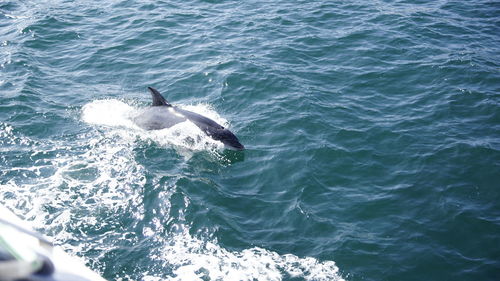 High angle view of whale swimming in sea