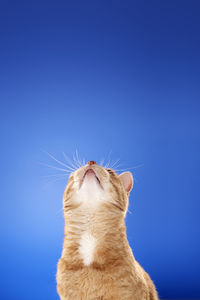 Close-up of cat looking up