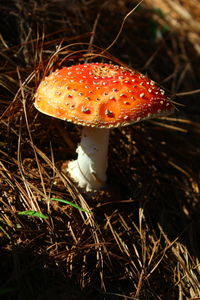 Close-up of fly agaric mushroom on field