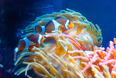 Clownfish swimming in oceanarium