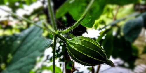 Close-up of leaf