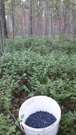 Trees in forest