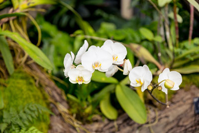 Close-up of white flowers blooming outdoors