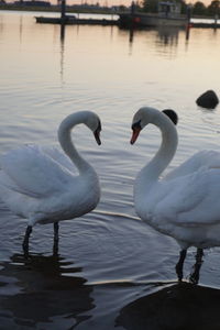 Swans swimming in lake