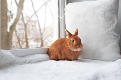 Cute brown red bunny rabbit sitting on window sill on soft white carpet