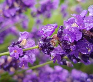 Close-up of purple flowers blooming outdoors