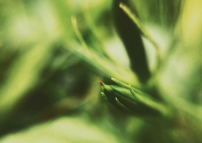 Close-up of insect on leaf