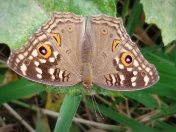 Close-up of butterfly perching on plant