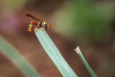 Close-up of insect