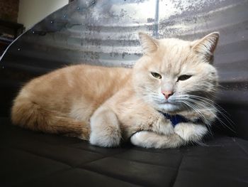 Close-up of cat resting on floor