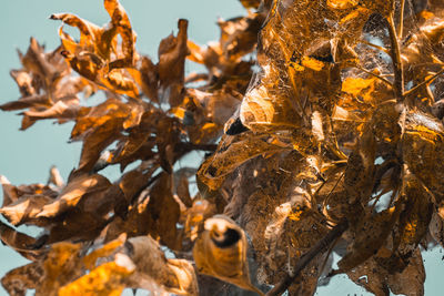 Caterpillars and larvae on the needles of a fir tree