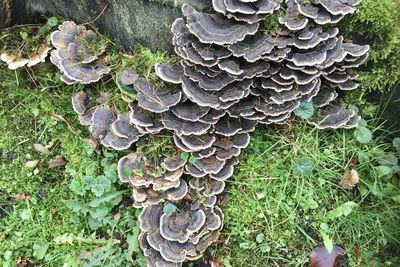 Close-up of mushroom growing on field