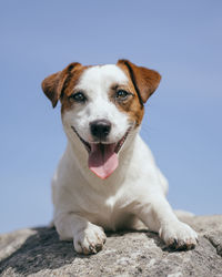 Portrait of dog sitting on floor against sky