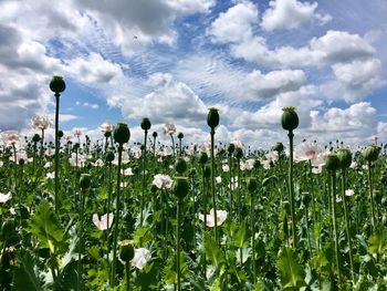 Plants growing on field against sky