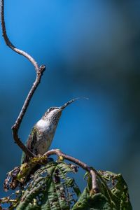 Low angle view of hummingbird perching on branch against sky