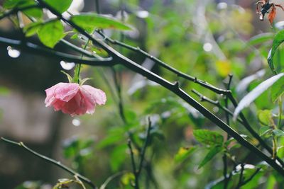 Close-up of pink flowering plant