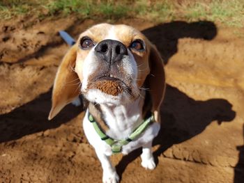 Close-up portrait of a dog on field