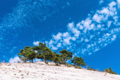 Trees against blue sky